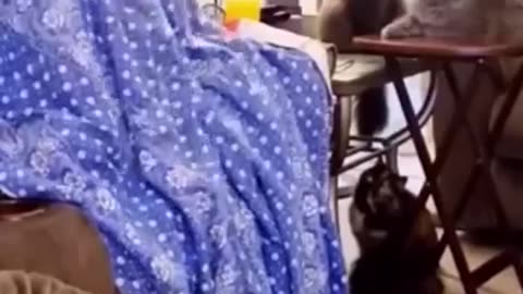 Funniest cats and dogs
