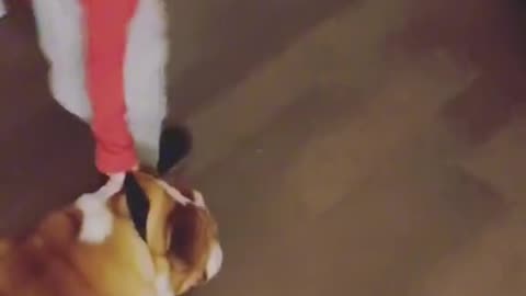Dog blacklisted the child