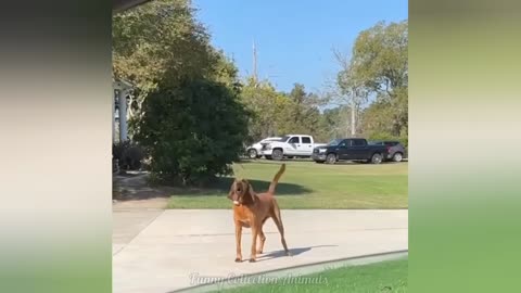 NEW Funniest videos of Cats🐈 and Dogs🐕2025. Try Not To Laugh 😂