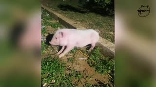 FUNNY AND CUTE CATS AND DOGS 😹🐶