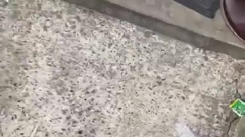 ENGLAND: In Bradford, Muhammad from Pakistan attempted to rape a 13-year-old British girl.