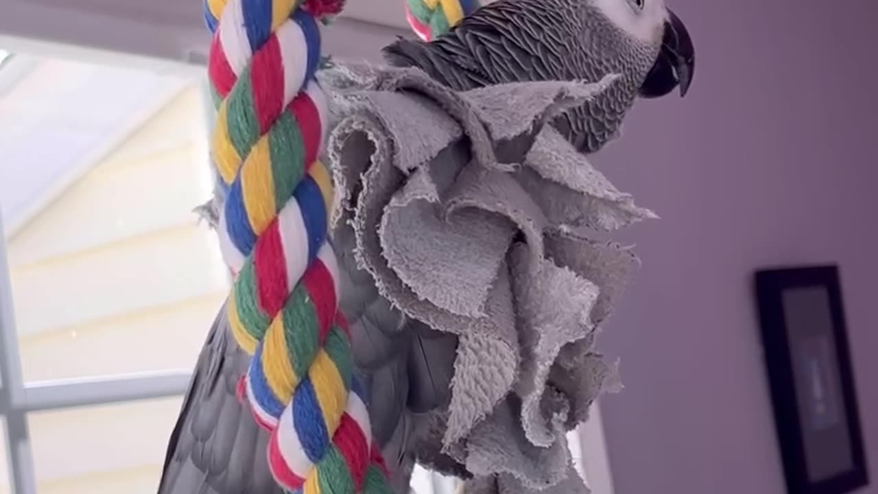 this parrot is a real comedian 🤣