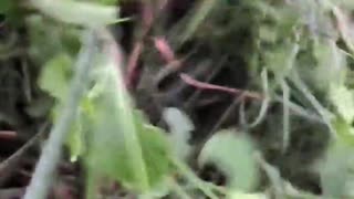 🔫💥 Myanmar War | Rural Rangers in Action with Type 81 Rifle | RCF