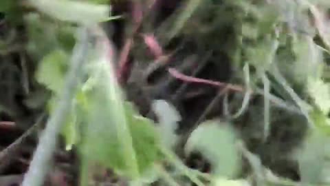 🔫💥 Myanmar War | Rural Rangers in Action with Type 81 Rifle | RCF