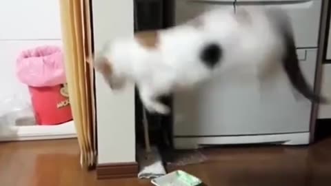 "Purrfectly Hilarious! Cute and Funny Cat Videos" #funny #funnycats