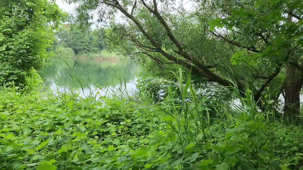 Wiesiorynka z wierszem 15