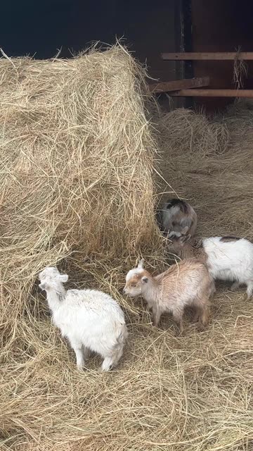 Goats are ready for the Cold Weather