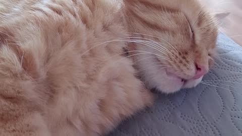 Funny kitty