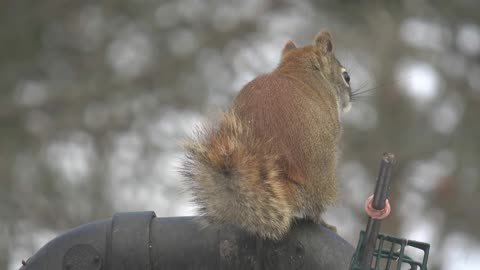 Red Squirrel