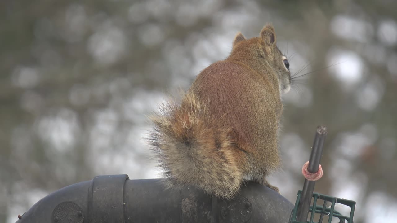 Red Squirrel