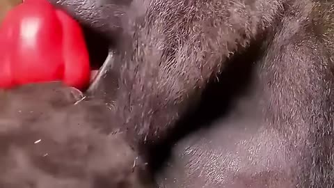 This woman introduced her baby to gorilla and then... 🦍 ♥️