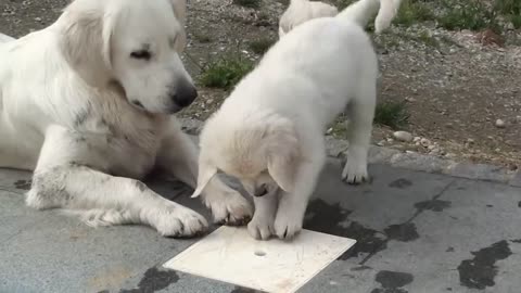 Schwarm von Golden Retriever Welpen All now