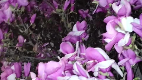 Thousands of flowers in Lenapehoking (New York City).