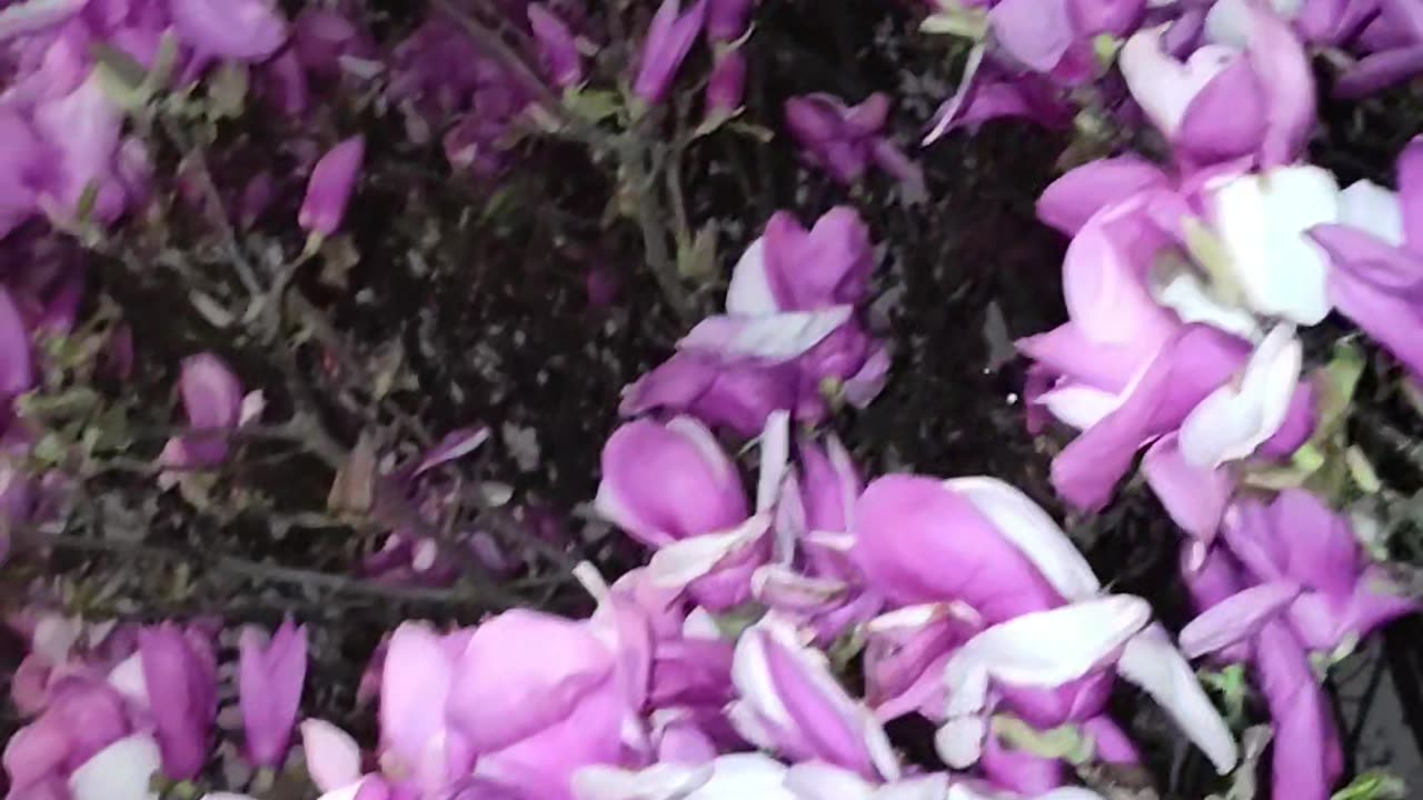 Thousands of flowers in Lenapehoking (New York City).