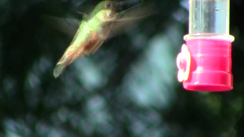 USA Pacific Northwest Humming Bird ~ Bird Watching