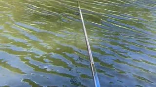 😂🐟 This Fish Begging for Food Will Crack You Up! | FunFM