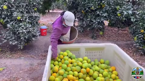 17 Incredible Fruit and Vegetable Harvest Moments That Will Leave You Speechless