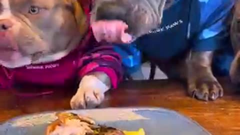 animals