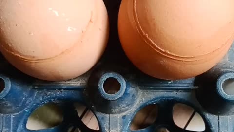 Fake egg