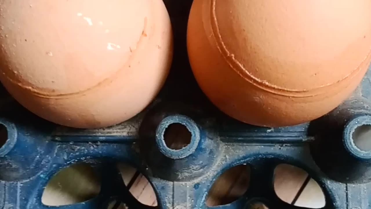 Fake egg