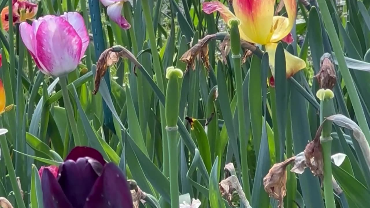 Matrix is getting dissolved by Divine Energies