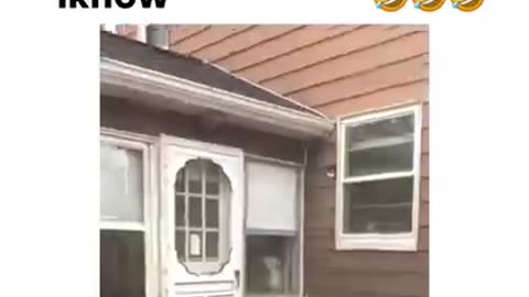 bodyguard doggy