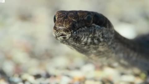 Epic Battle: Snake vs. Iguana – Intense Reptile Showdown in the Wild