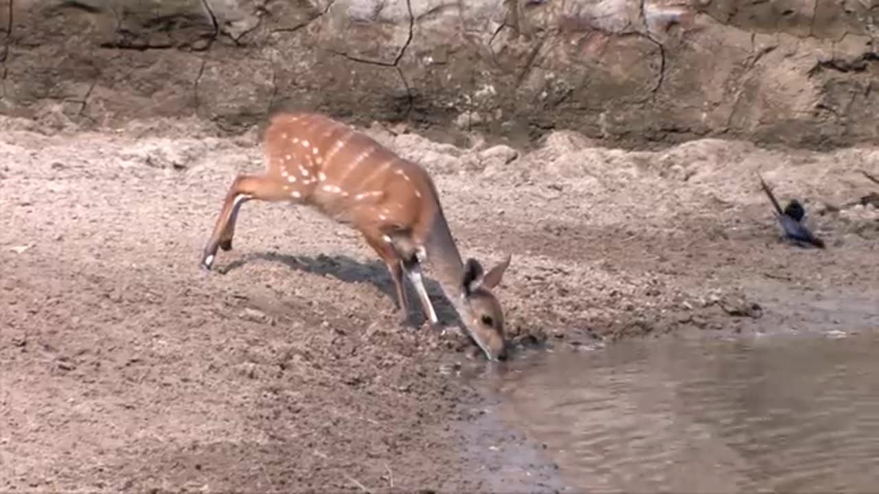 animals