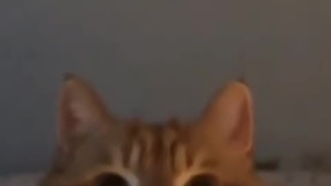 Have you ever seen a cat that likes to eat ornaments?
