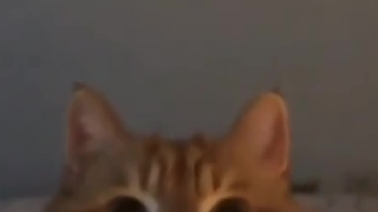 Have you ever seen a cat that likes to eat ornaments?