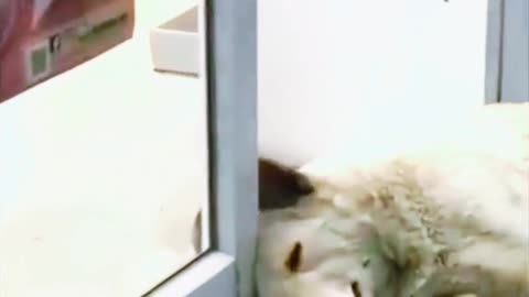 PetHilarity shorts 7