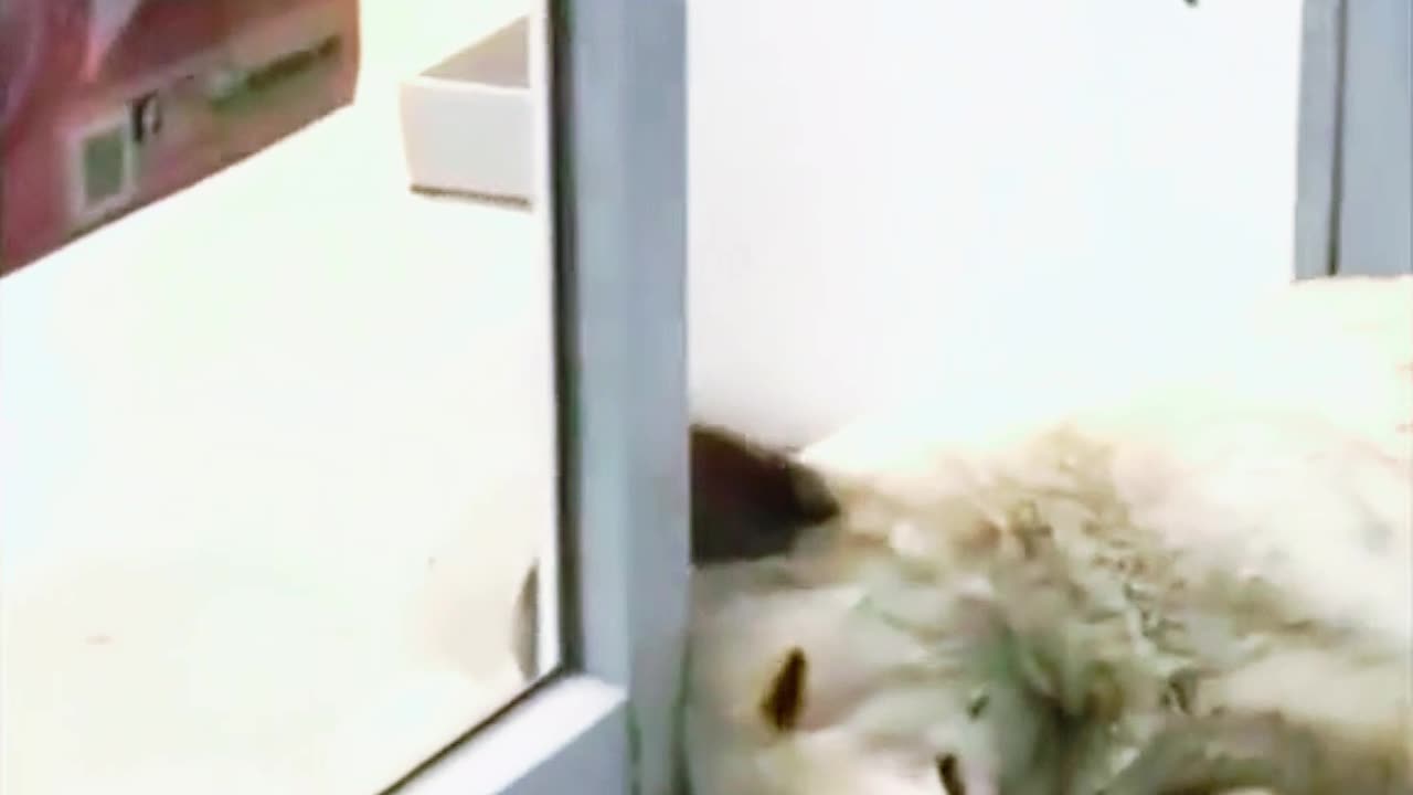 PetHilarity shorts 7