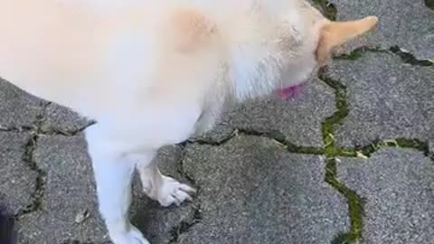 😂🌷 The Funniest Flower Appreciation Ever! | FunFM
