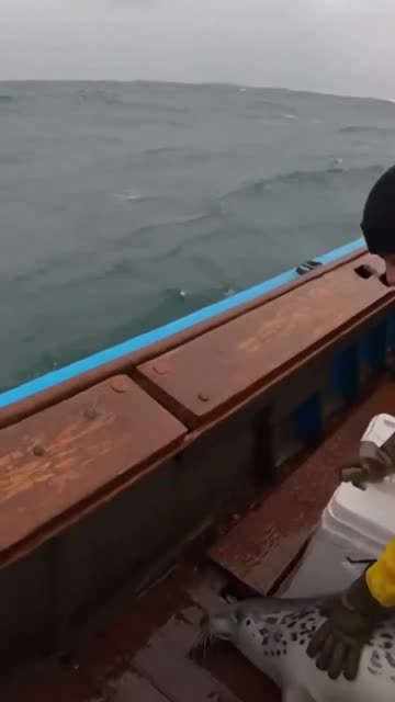 Brave Seal Escapes Shark Attack by Jumping on Boat