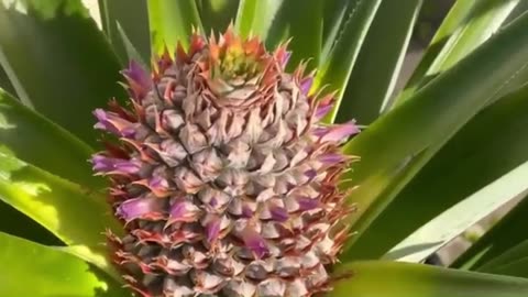 How To: Grow a Mango Tree & Pineapple Plant