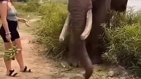 Amazing: Angry Elephant Attack On Lady||#viral#elephant
