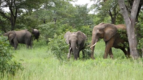 Three elephants walking in the grass in Caprivi strip, Namibia .