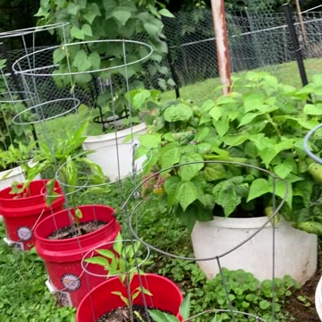 Indigo Rose Tomatoes