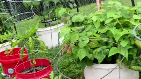 Indigo Rose Tomatoes