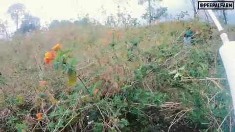 Rescued bull attempts to escape