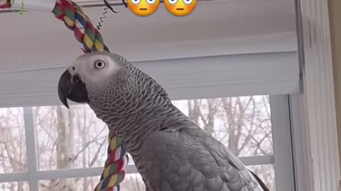 Parrot tells Alexa play rock music 🤘😂