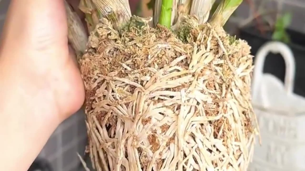 enjoy the daily routine of taking care of plants