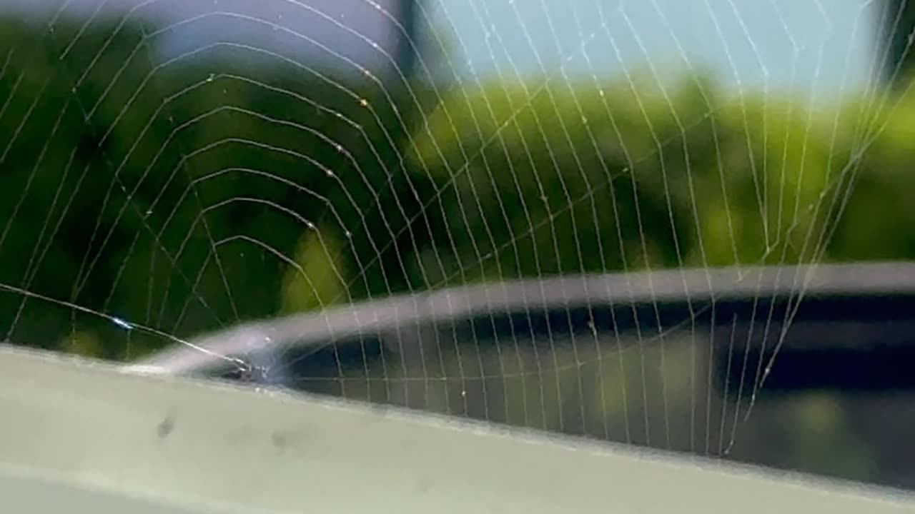 Spider net