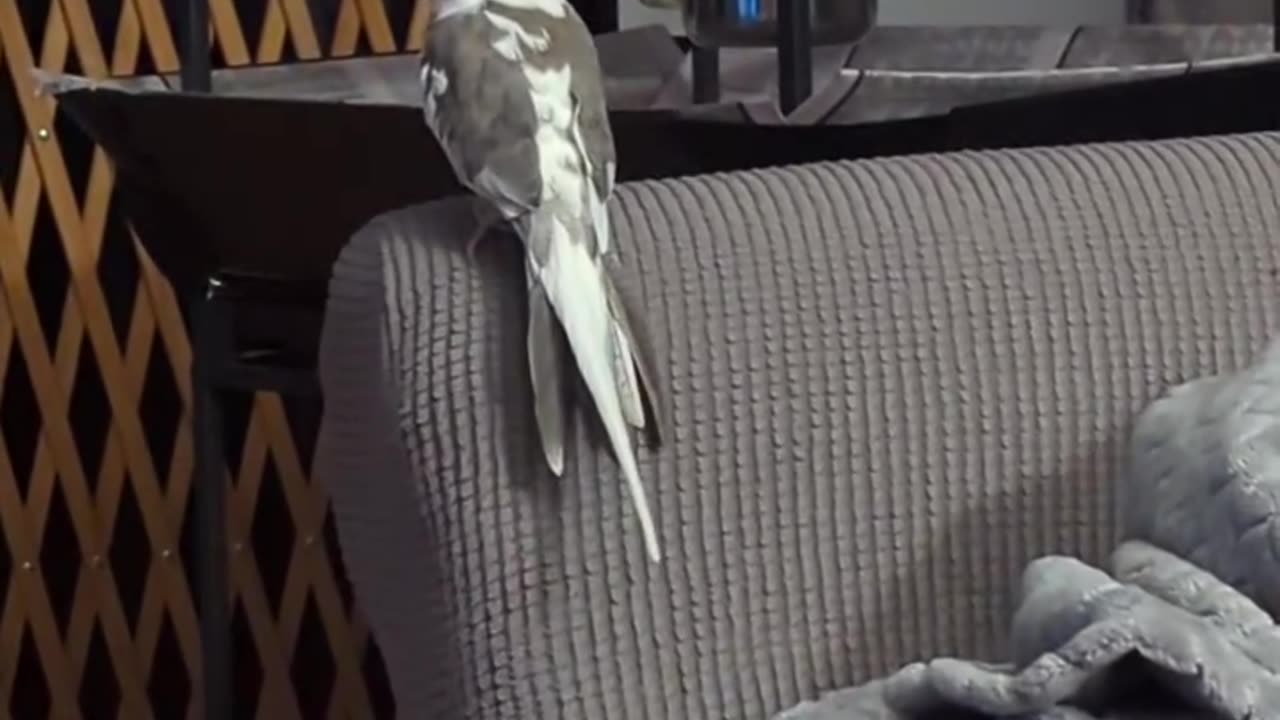 "Damnit"