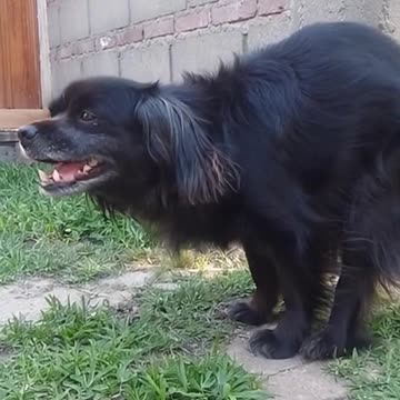 Tobías: el perrito que pasa ladrando todo el día