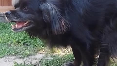 Tobías: el perrito que pasa ladrando todo el día