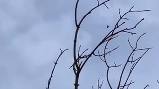 🚁⚔️ Israel Iran War | Anti-Aircraft Drone Downs Shahed/Gerbera Drone | RCF