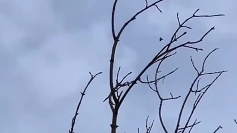 🚁⚔️ Israel Iran War | Anti-Aircraft Drone Downs Shahed/Gerbera Drone | RCF