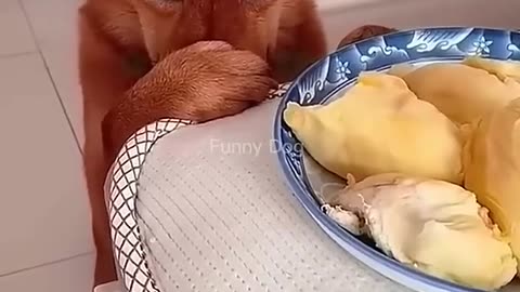 Dog's Funny Moment