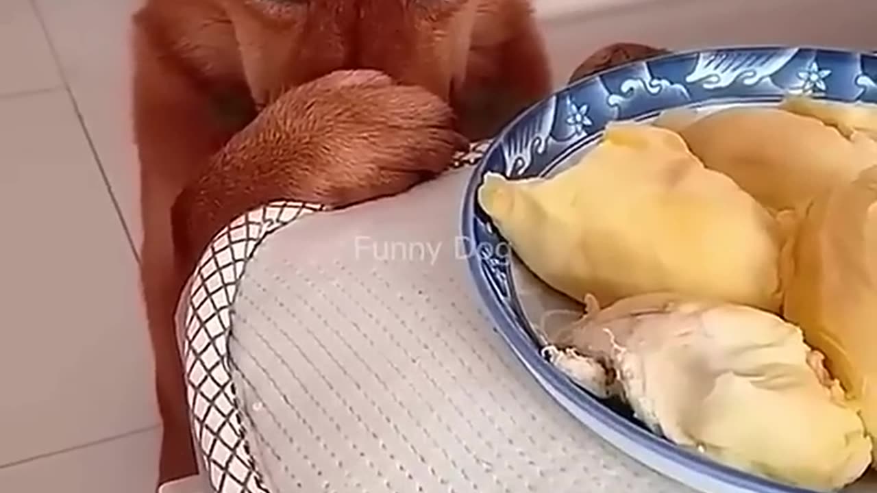 Dog's Funny Moment
